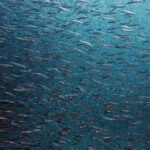 Garra Fish Spa