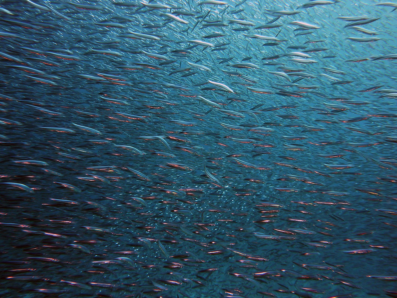 Garra Fish Spa