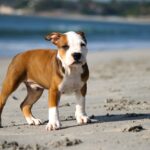 Can 2-month-old Pitbulls Eat Pedigree Dog Food