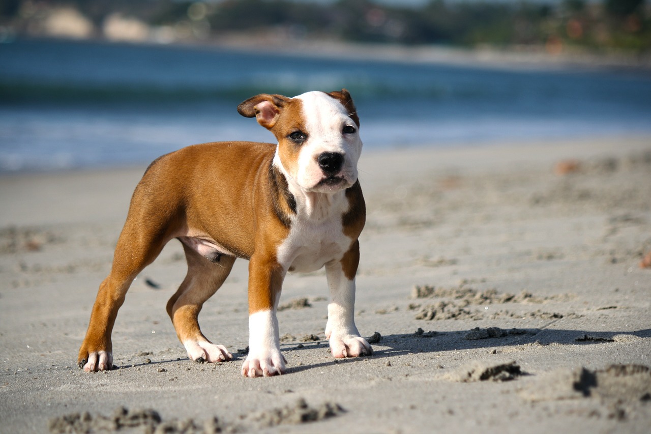 Can 2-month-old Pitbulls Eat Pedigree Dog Food