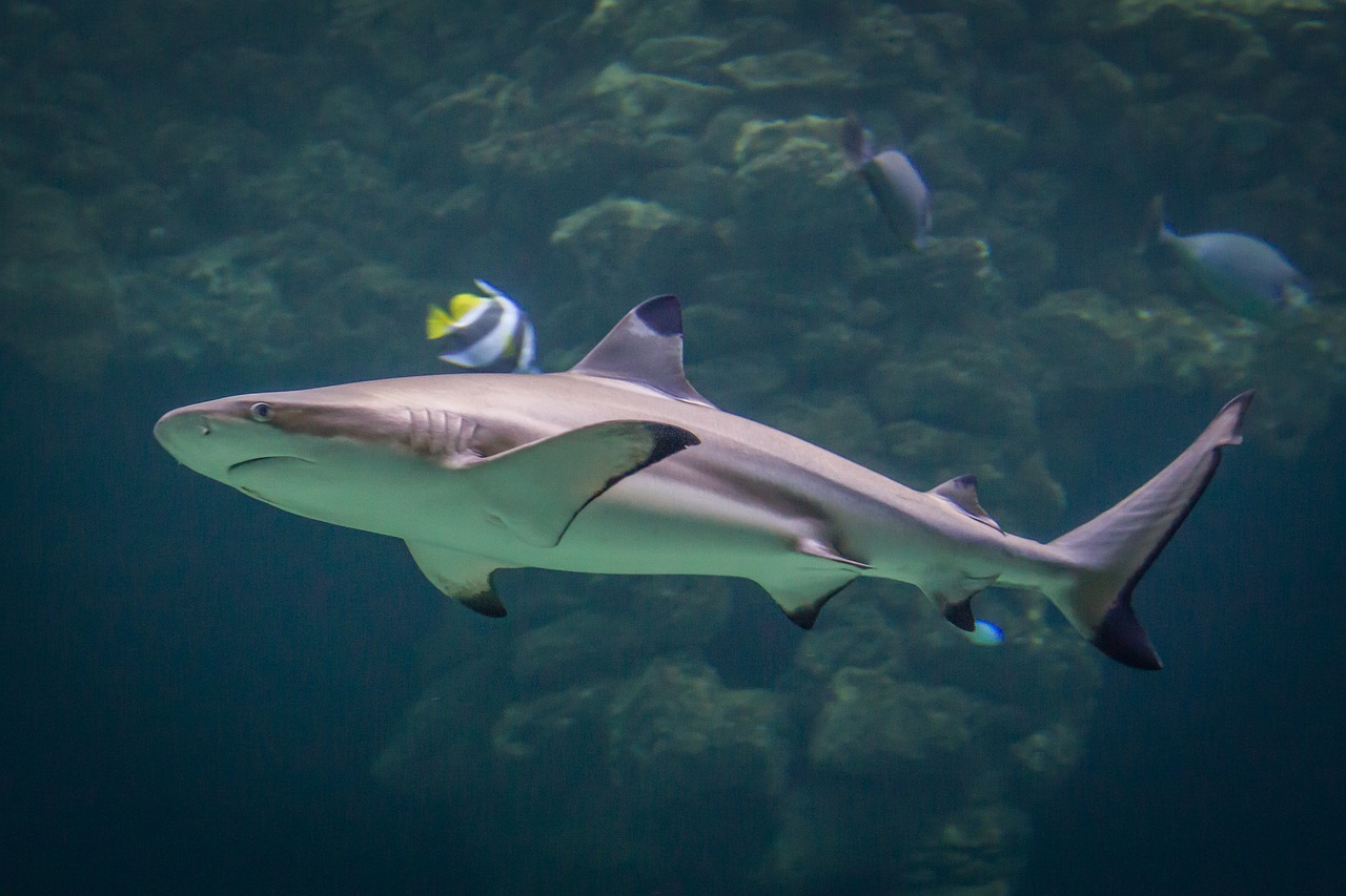 Shark Fin Soup