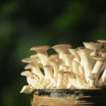 Blue Oyster Mushroom