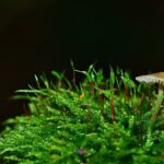 Mushroom Capsules