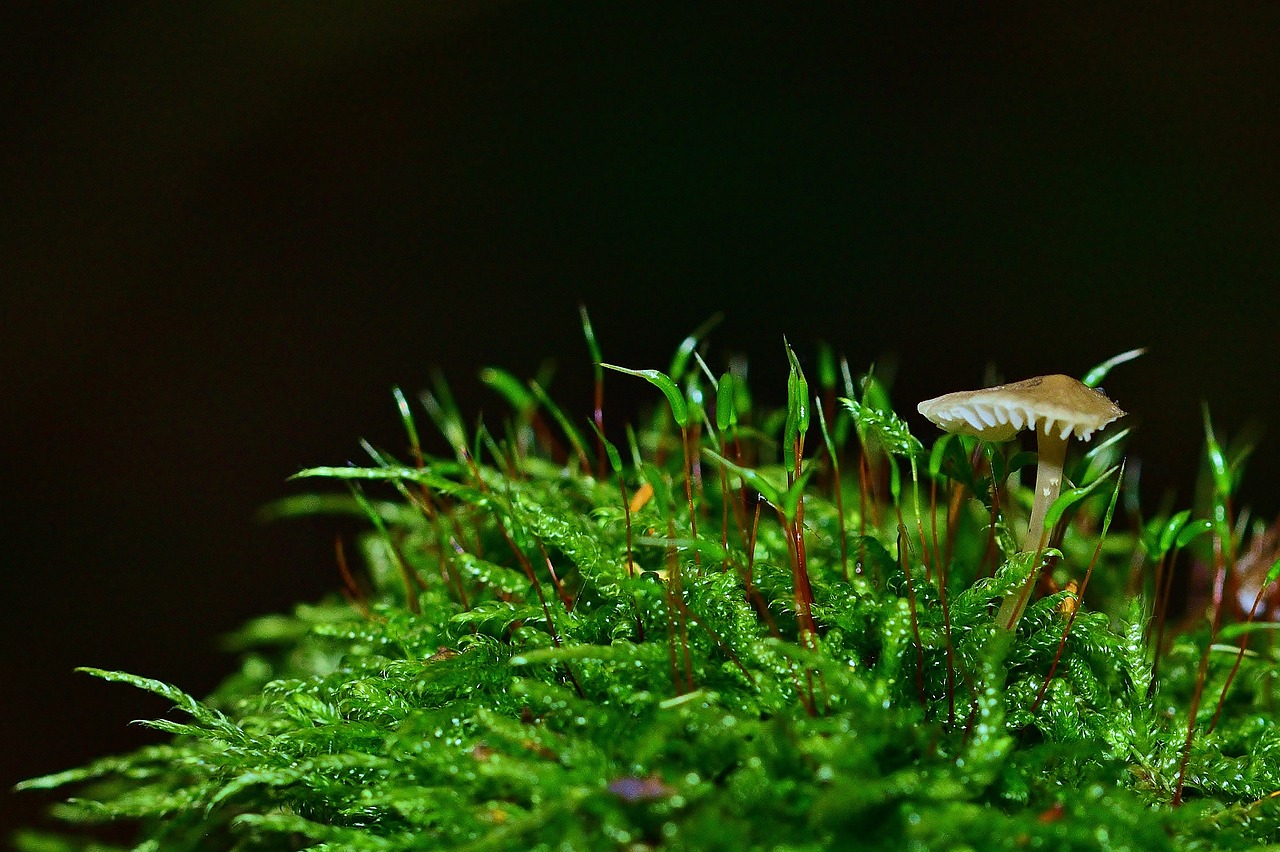 Mushroom Capsules