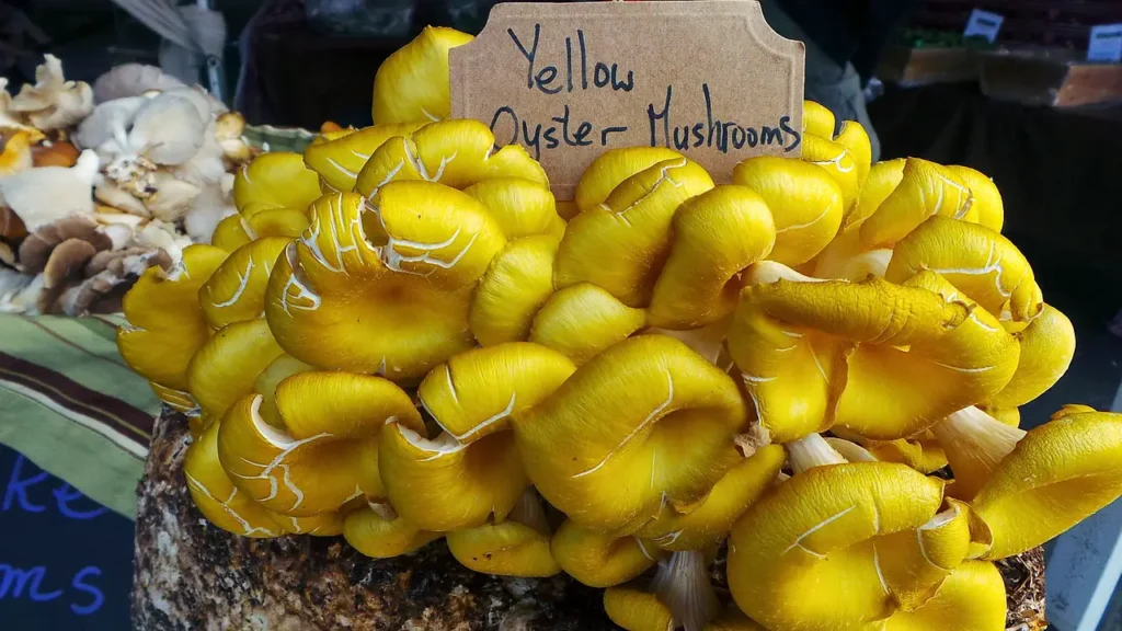 Yellow Oyster Mushroom