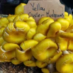 Yellow Oyster Mushroom